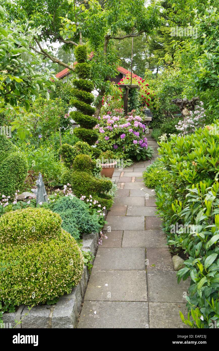 Rododendri (Rhododendron) e orientale arborvitae (Thuja occidentalis) con forma a spirale Foto Stock