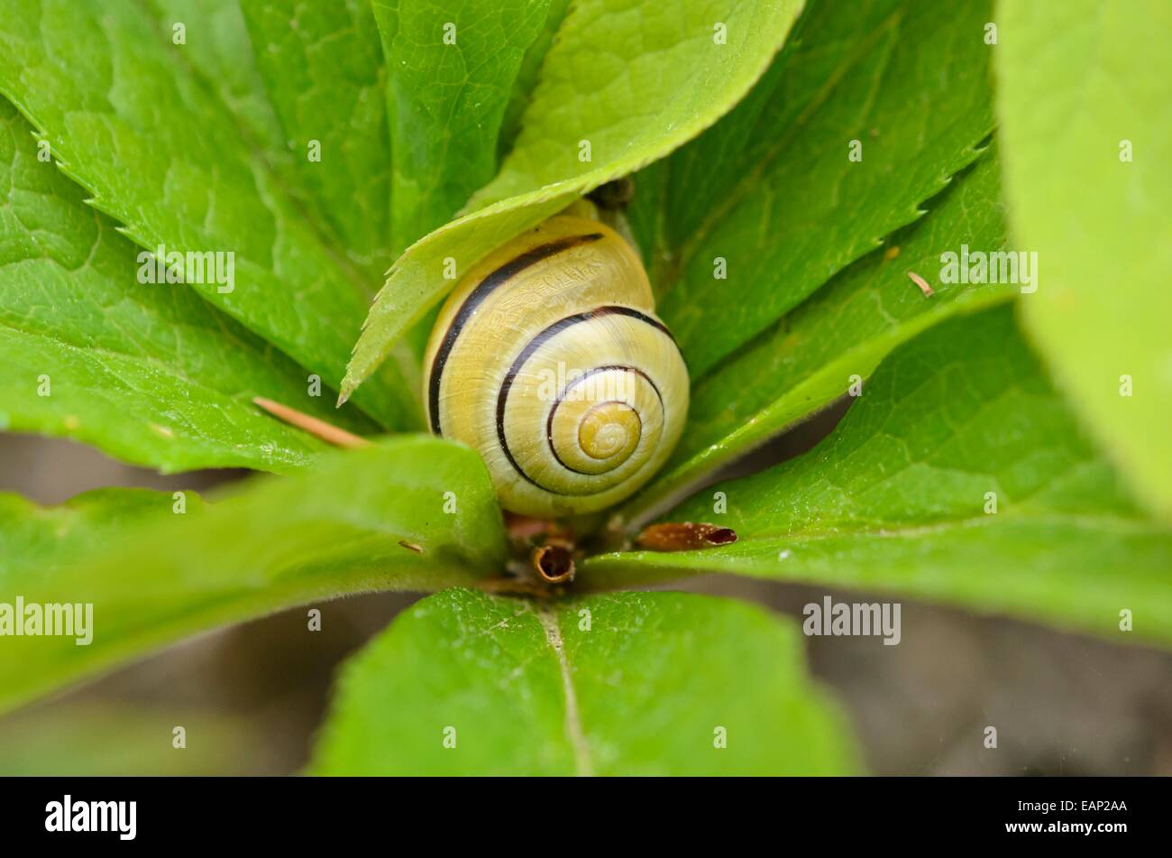 Bianco-lumaca a labbro (Cepaea nemoralis) e l'elleboro (Helleborus) Foto Stock