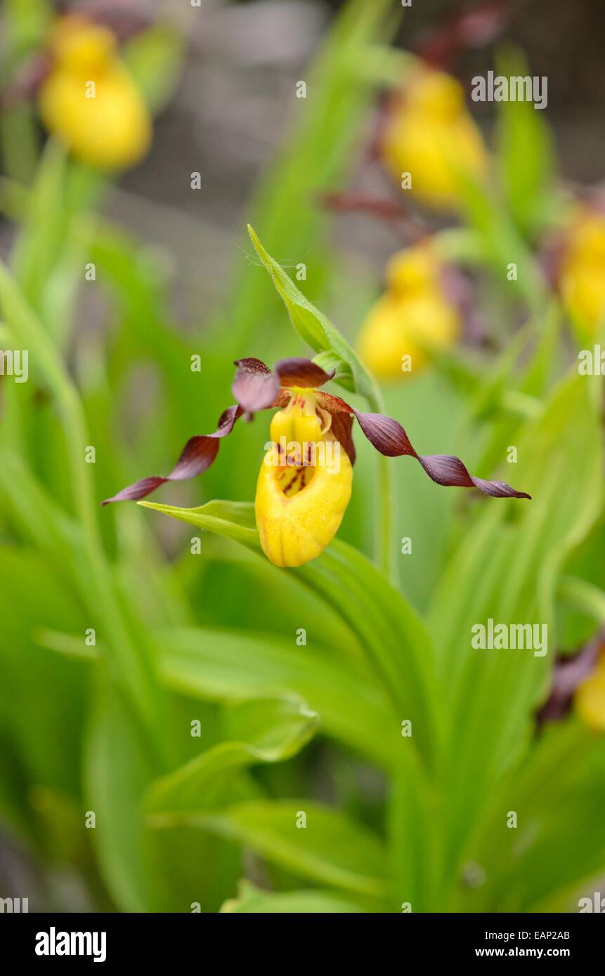 Maggiore giallo pianella della Madonna orchidea (Cypripedium parviflorum) Foto Stock