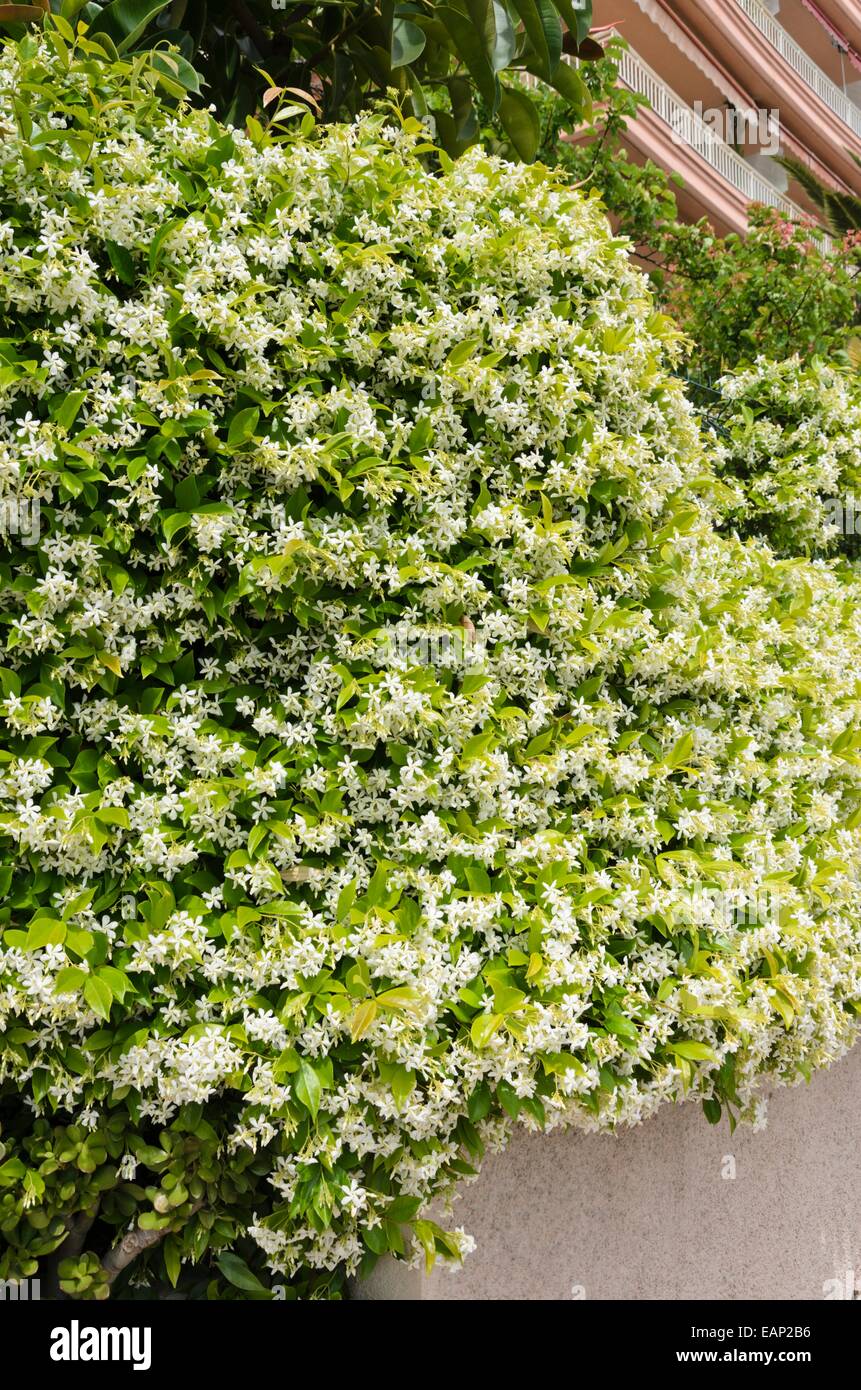 Star jasmine (Trachelospermum jasminoides) Foto Stock