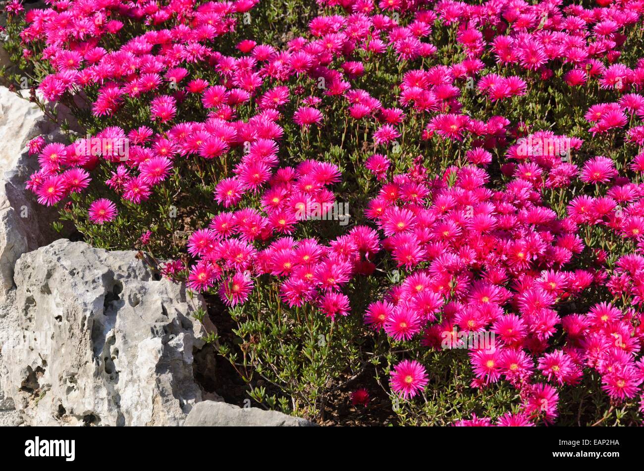 Fiore di mezzogiorno (mesembryanthemum) Foto Stock