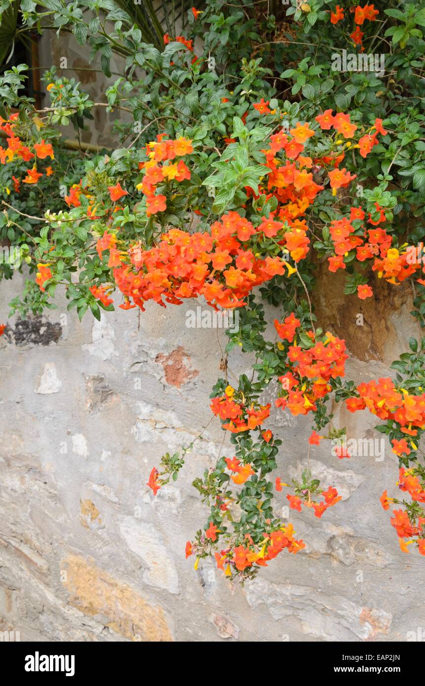 Fire bush (streptosolen jamesonii) Foto Stock
