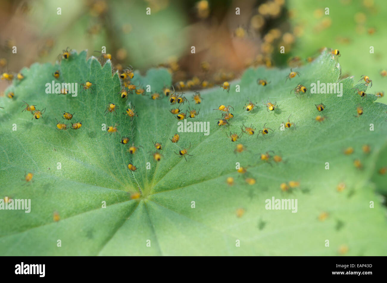 Il giardino europeo, ragno Araneus diadematus, spiderlings appena emerse, sospesa su seta. Foto Stock