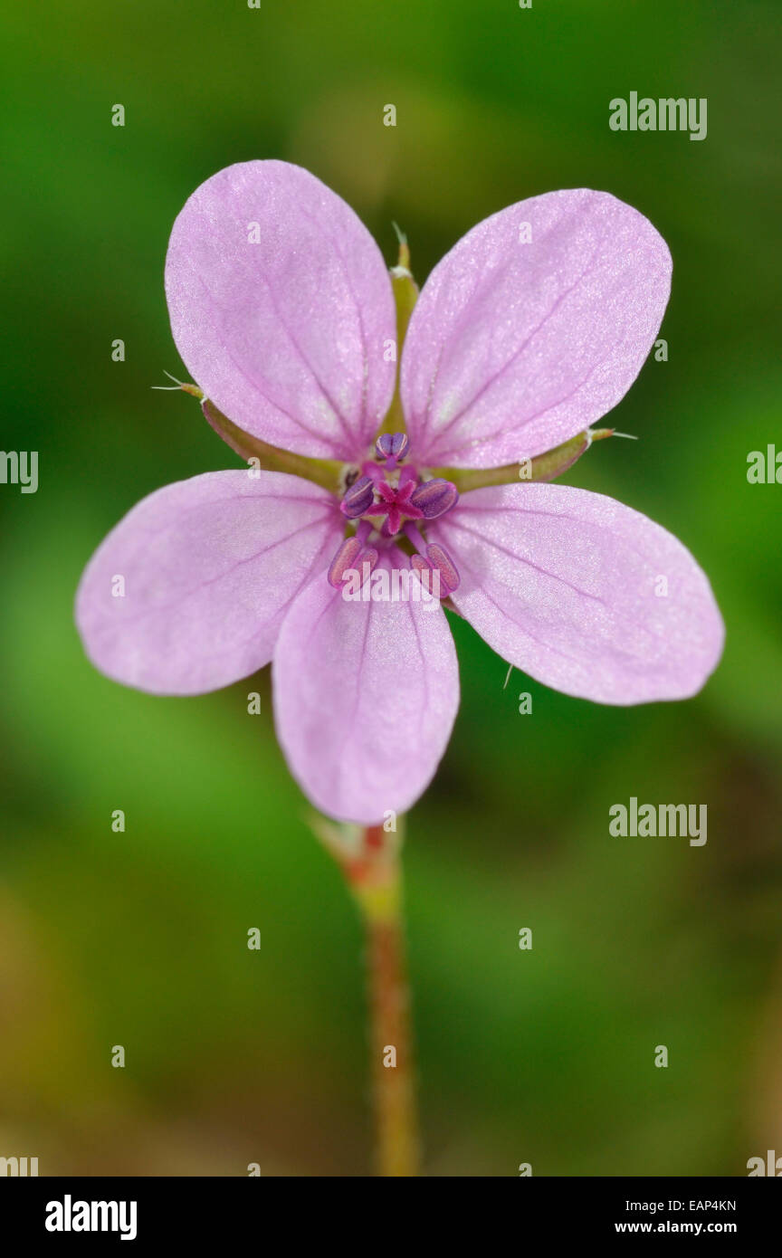 Comune di cicogna-bill - Erodium cicutarium Flower closeup Foto Stock