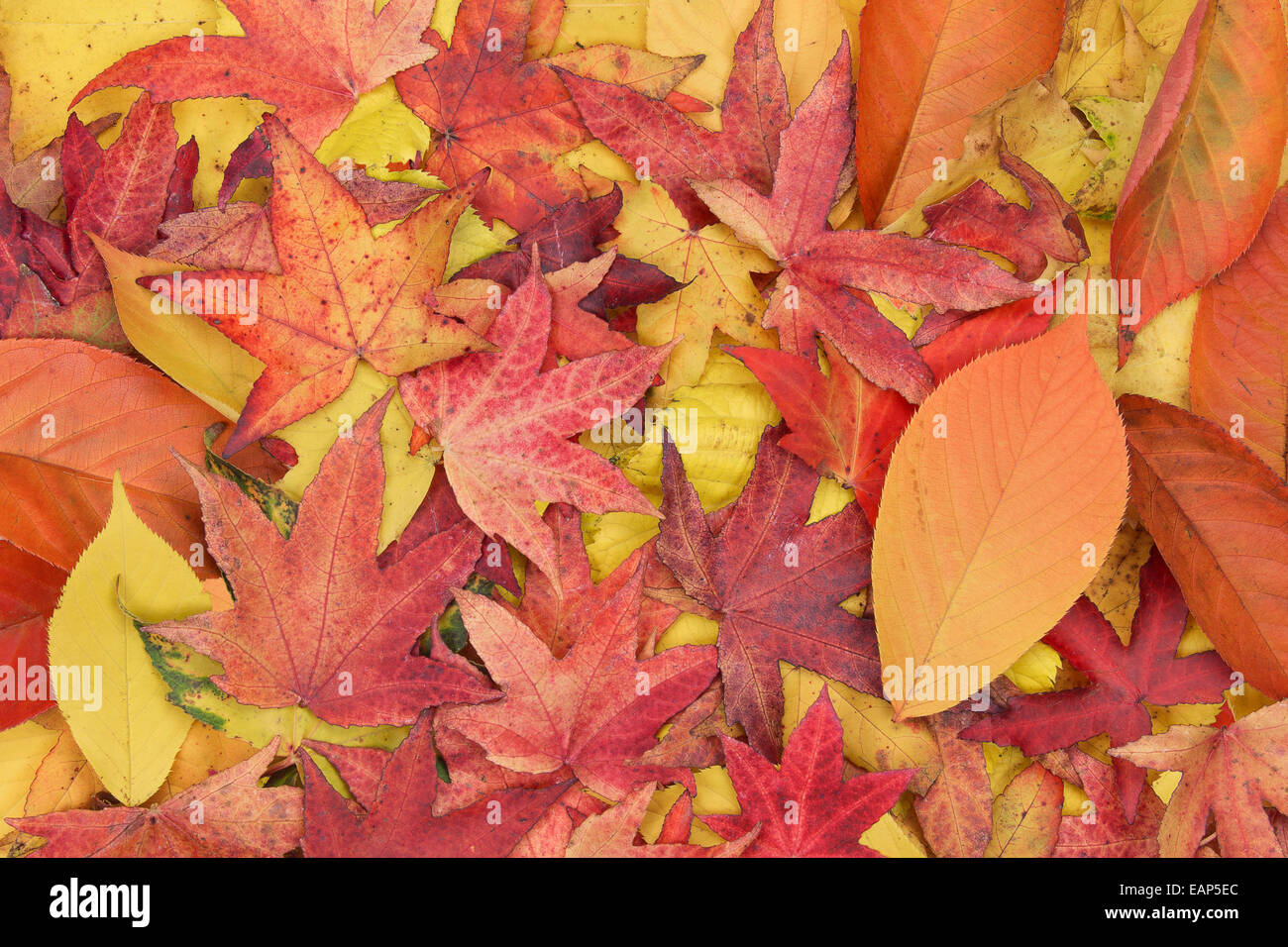 Giallo rosso arancione e viola le foglie di autunno sfondo Foto Stock