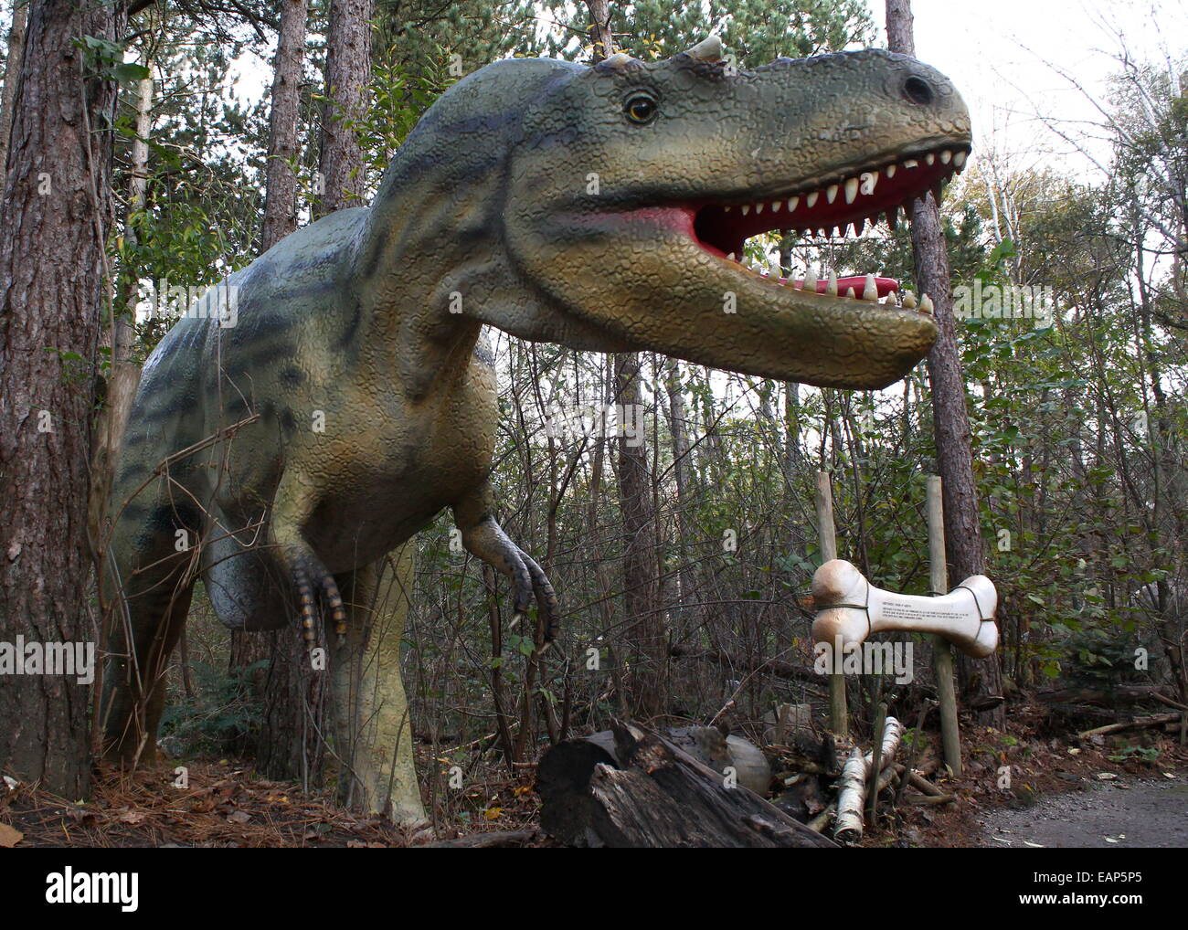 Nord America Albertosaurus, una grande Cretaceo-ser dinosauro carnivoro, a Dinopark Zoo di Amersfoort, Paesi Bassi Foto Stock