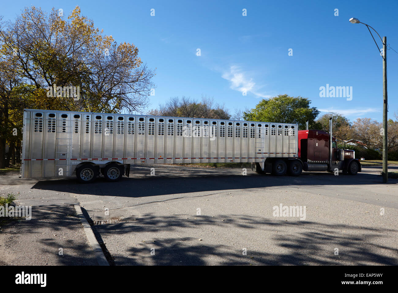 Semi di traino del carrello del rimorchio di bestiame bengough Saskatchewan Canada Foto Stock