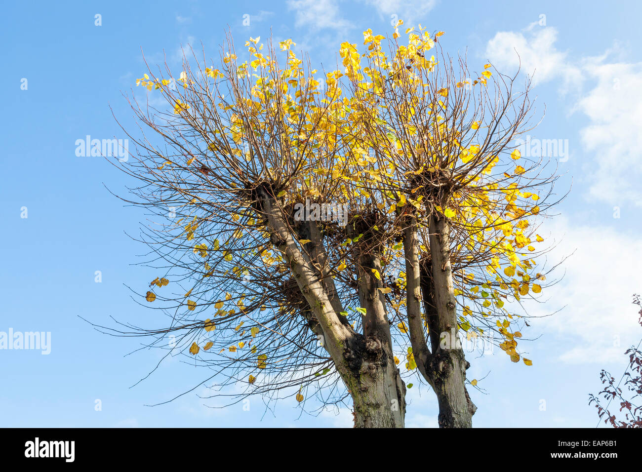 La nuova crescita su un albero pollarded, Nottinghamshire, England, Regno Unito Foto Stock