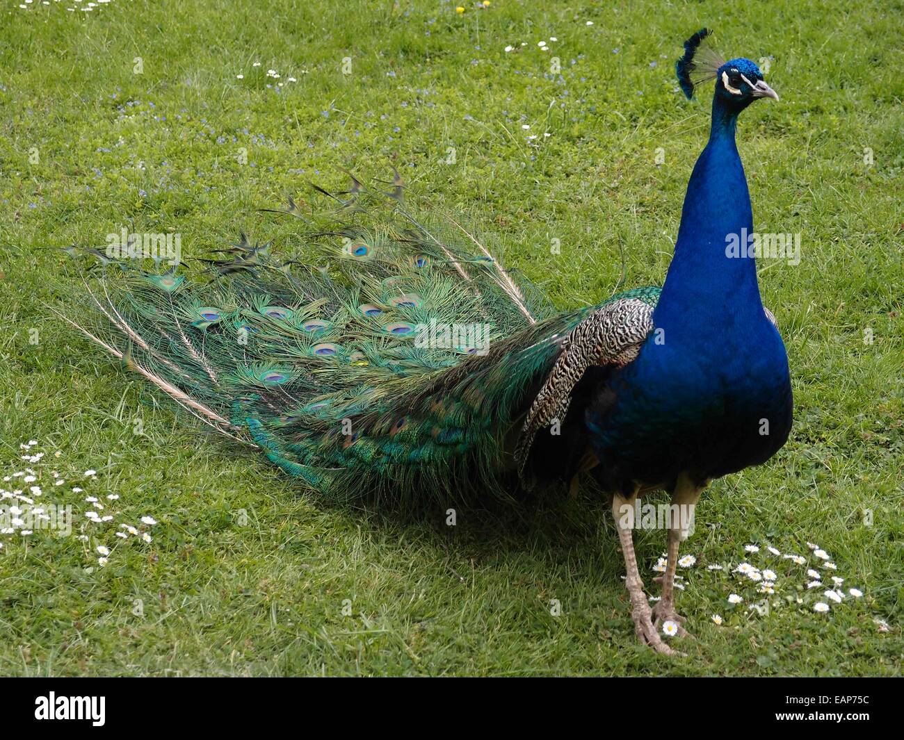 Il pavone maschio su un prato verde Foto Stock