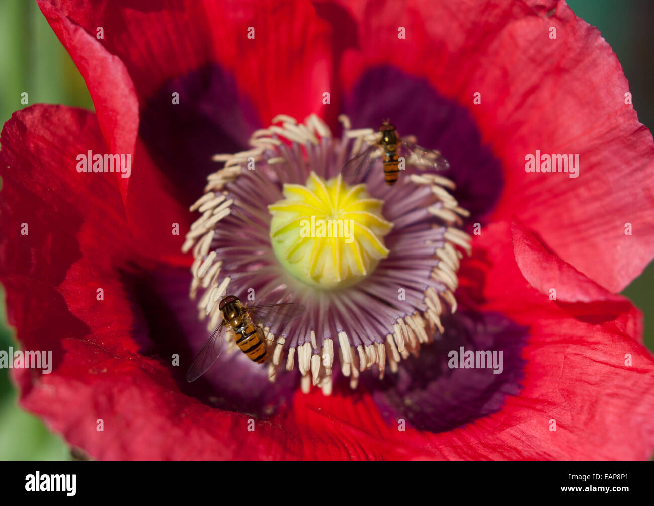 Close up di un papavero fiore con hoverflies Foto Stock