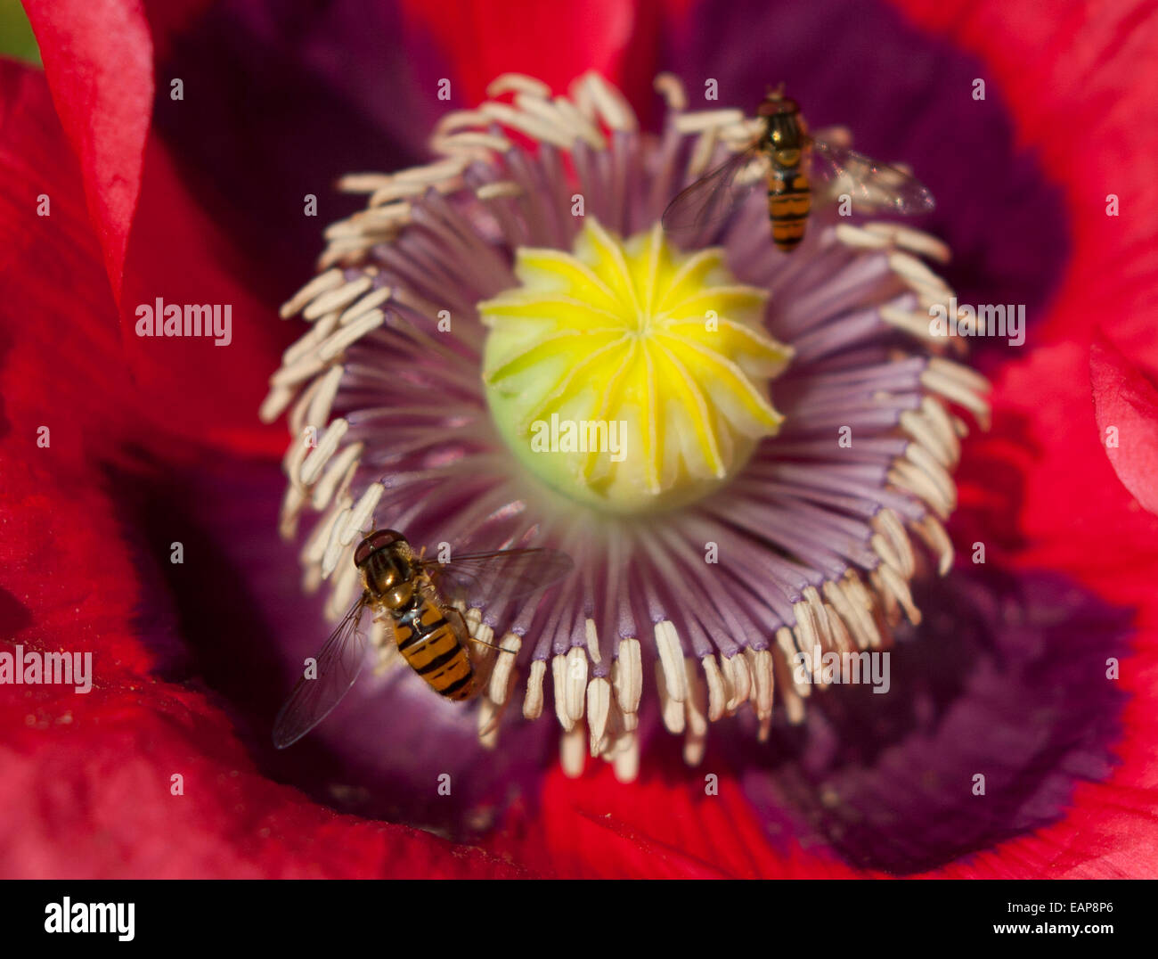 Close up di un papavero fiore con hoverflies Foto Stock