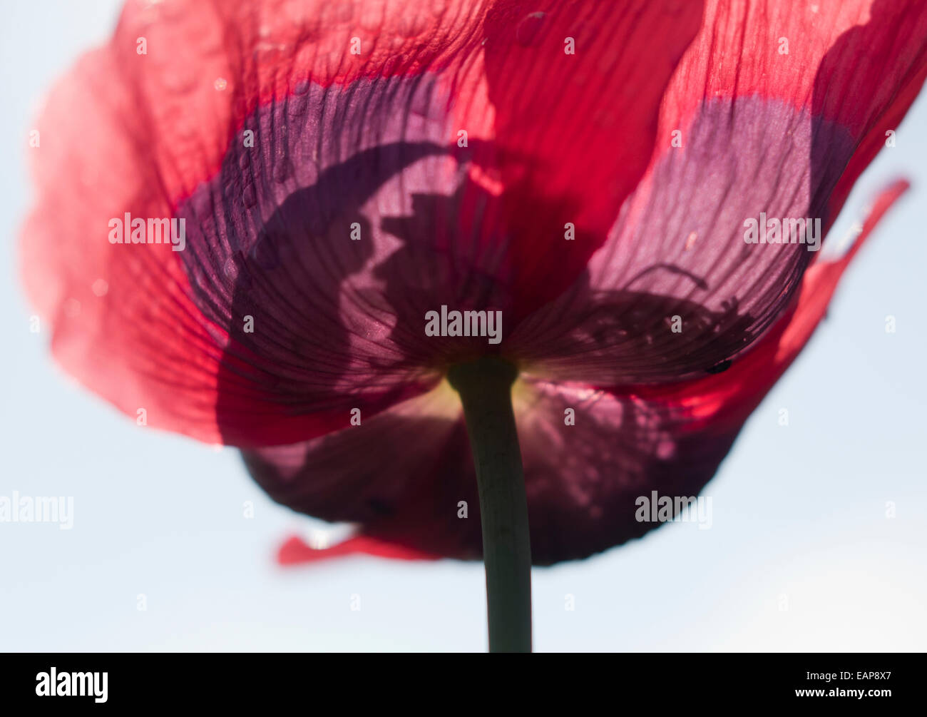 Fiore di papavero visto dal basso in condizioni di luce solare intensa Foto Stock