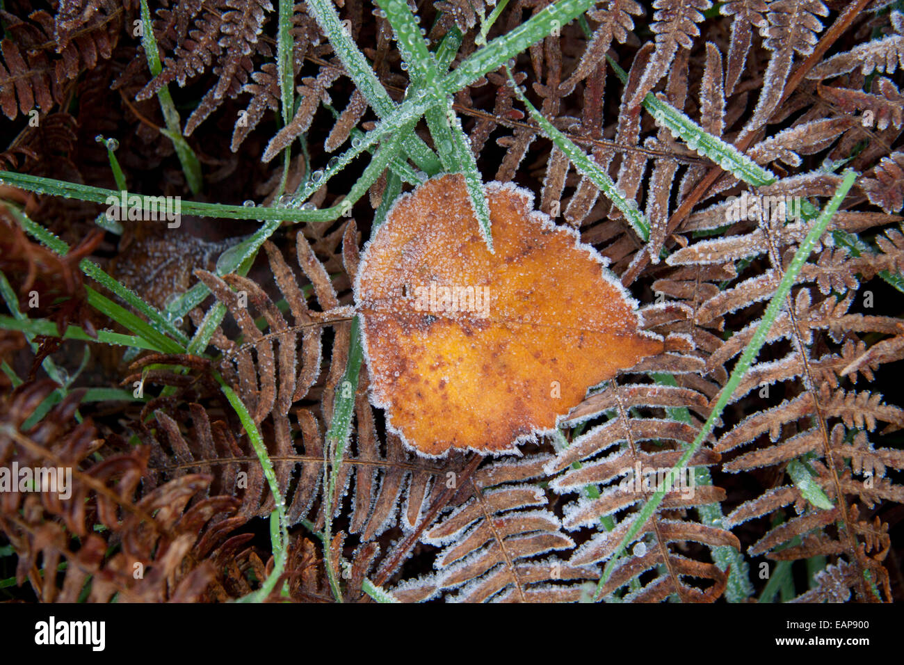 Frosty lascia Foto Stock