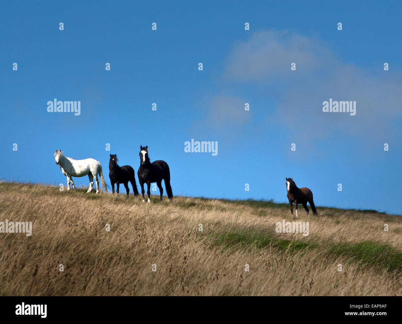 Wild Pony Welsh sulla gamma Elenydd nell'Elan Valle Del Cambriano montagne del Galles Foto Stock