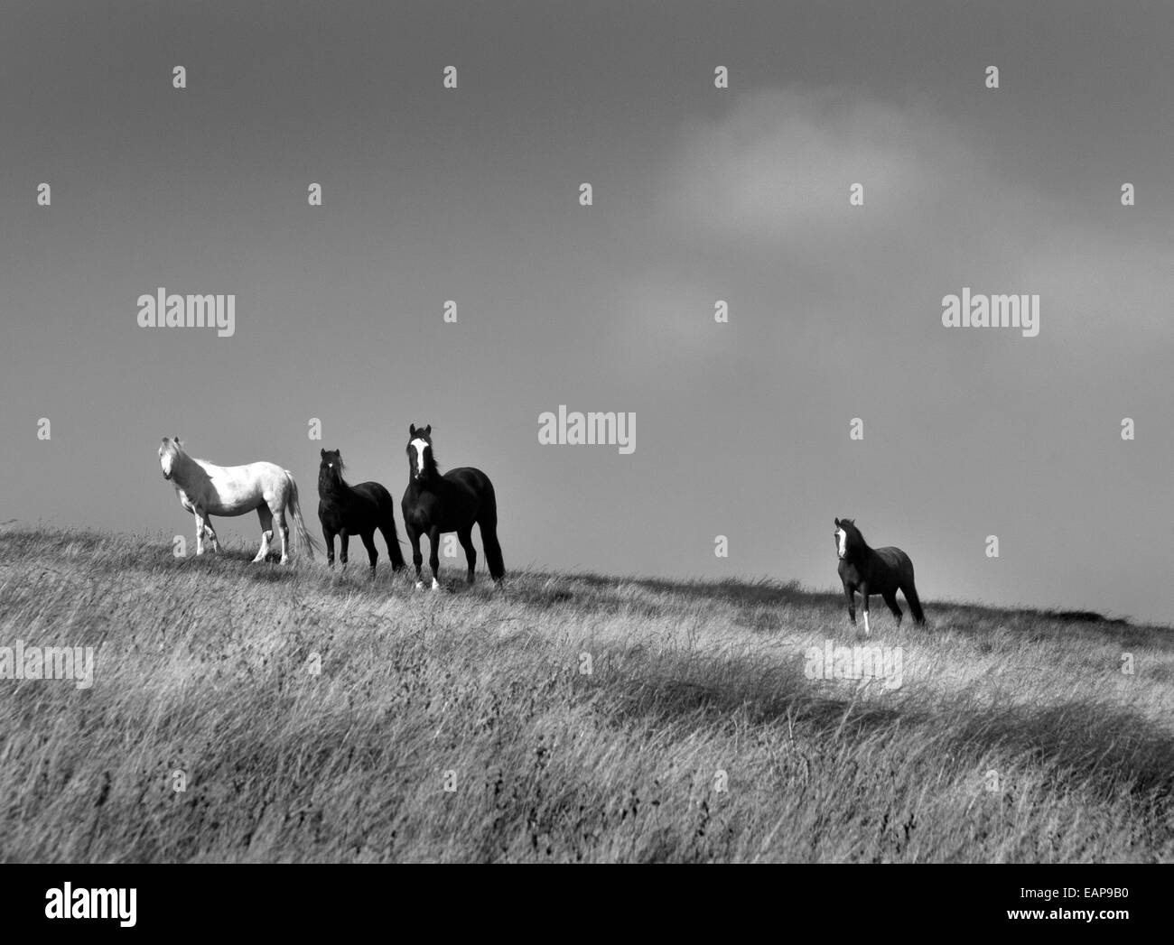 Piccolo gruppo di pony gallesi selvatici sulla catena Elenydd nella valle Elan dei monti Cambriani del Galles, in bianco e nero Foto Stock