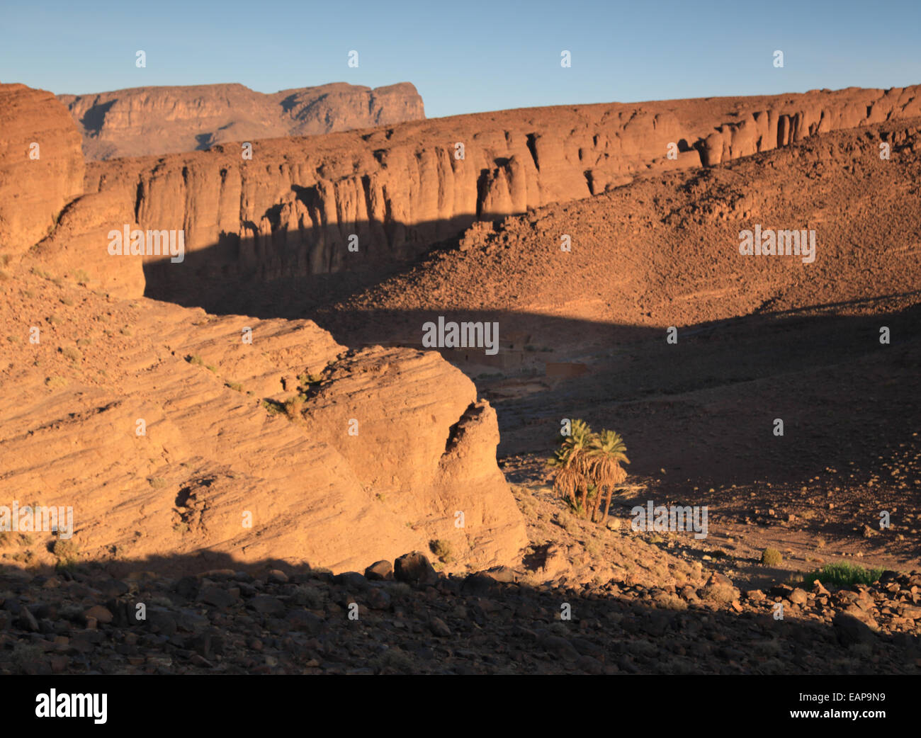 Palme da dattero che crescono in una valle remota nella regione desertica del Jebel Sahro montagne in Marocco Foto Stock