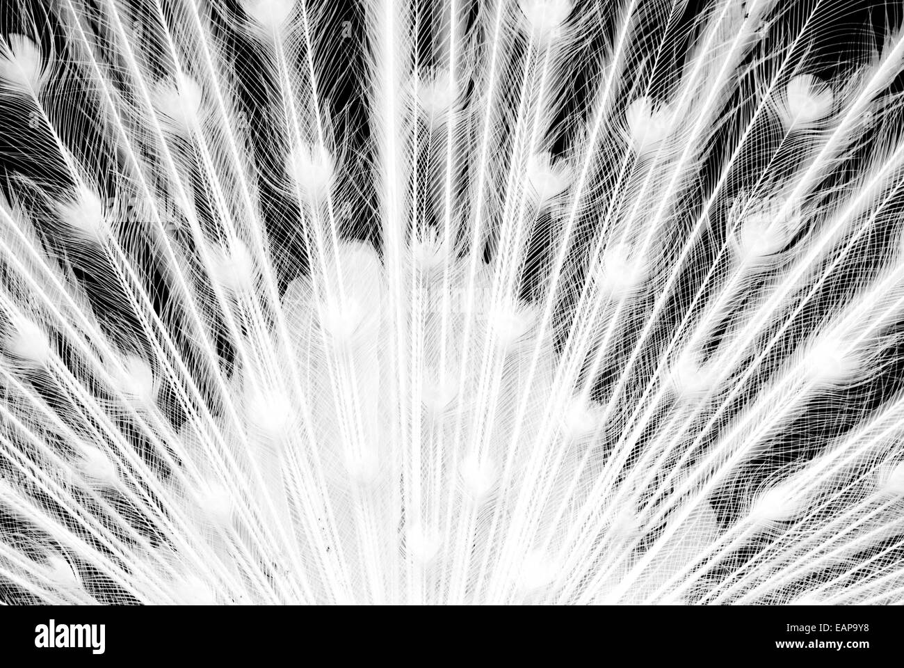 Leucistic peacock tail Foto Stock