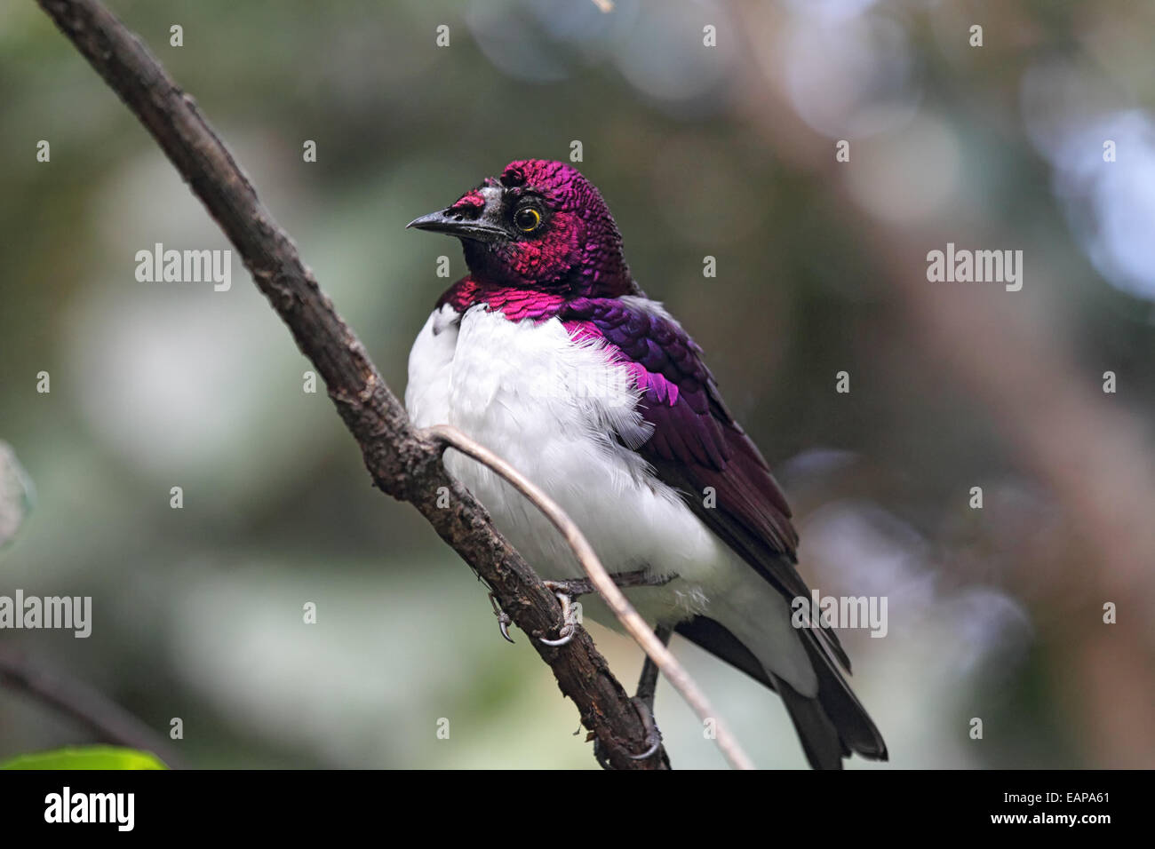 Viola-backed Starling (Cinnyricinclus leucogaster) seduto su un ramo. Foto Stock
