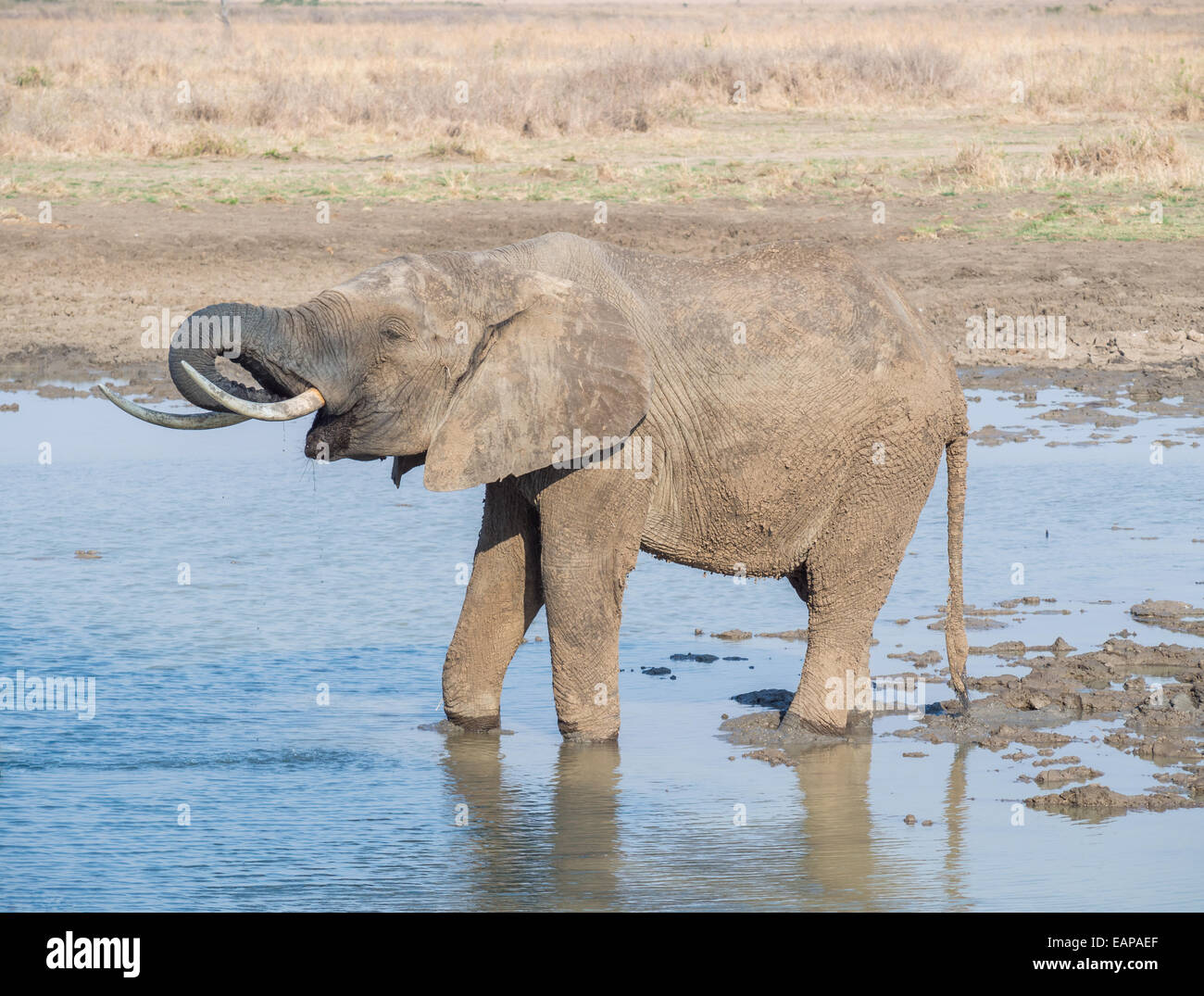 Elephant acqua potabile nella savana in Tanzania, Africa. Foto Stock