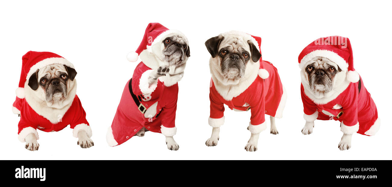 Quattro pugs come un regalo di Natale, esentate, sfondo bianco vestiti da Babbo Natale, ritaglio Foto Stock