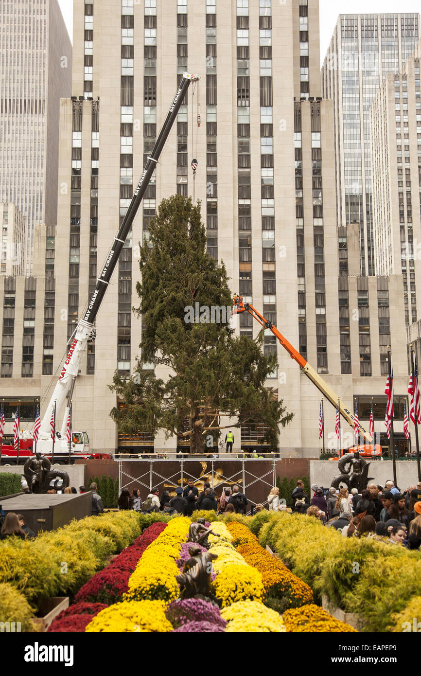 L annuale Rockefeller Center Christmas tree essendo installato per X-mas 2014, Manhattan NYC. Foto Stock