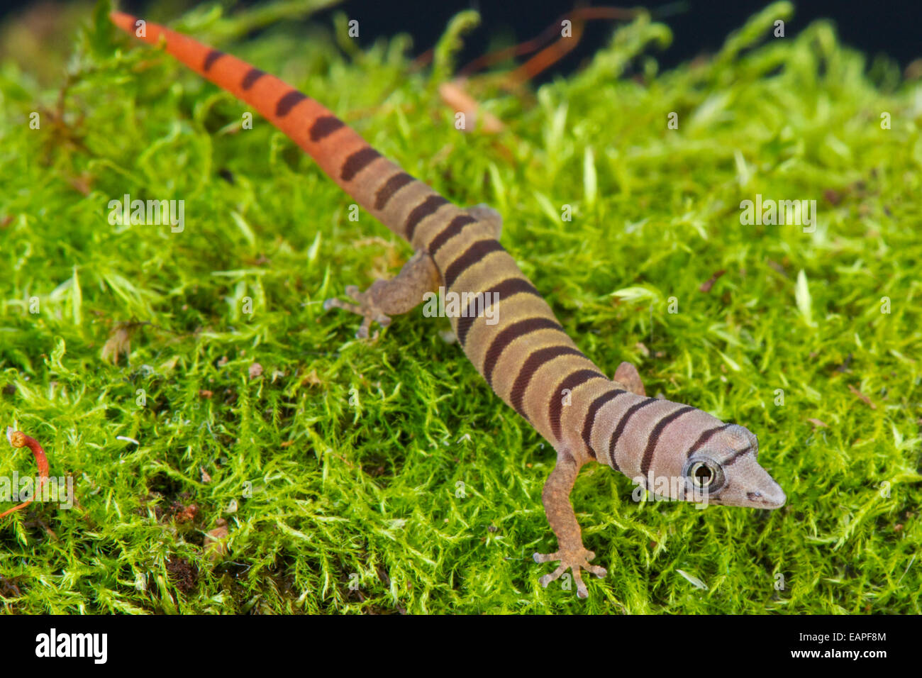 Ashy gecko / Sphaerodactylus elegans Foto Stock