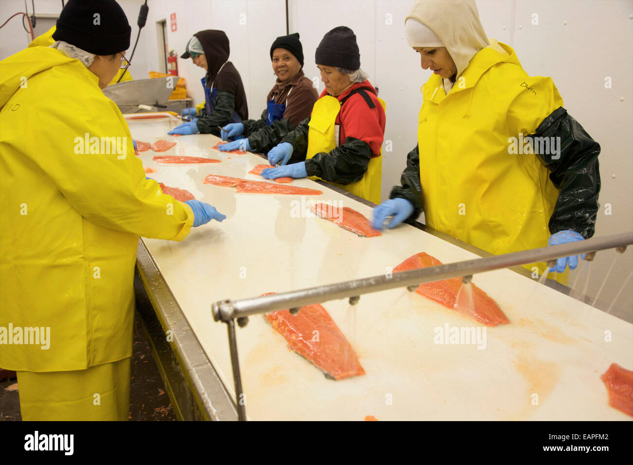 Linea di pesce a Peter Pan Seafoods, Dillingham, Western Alaska Foto Stock