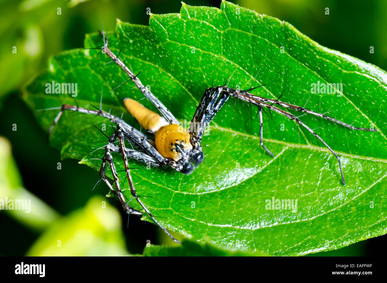 Lynx Spider, corpo giallo e nero gambe agguato di piccoli insetti come cibo sulla foglia Foto Stock