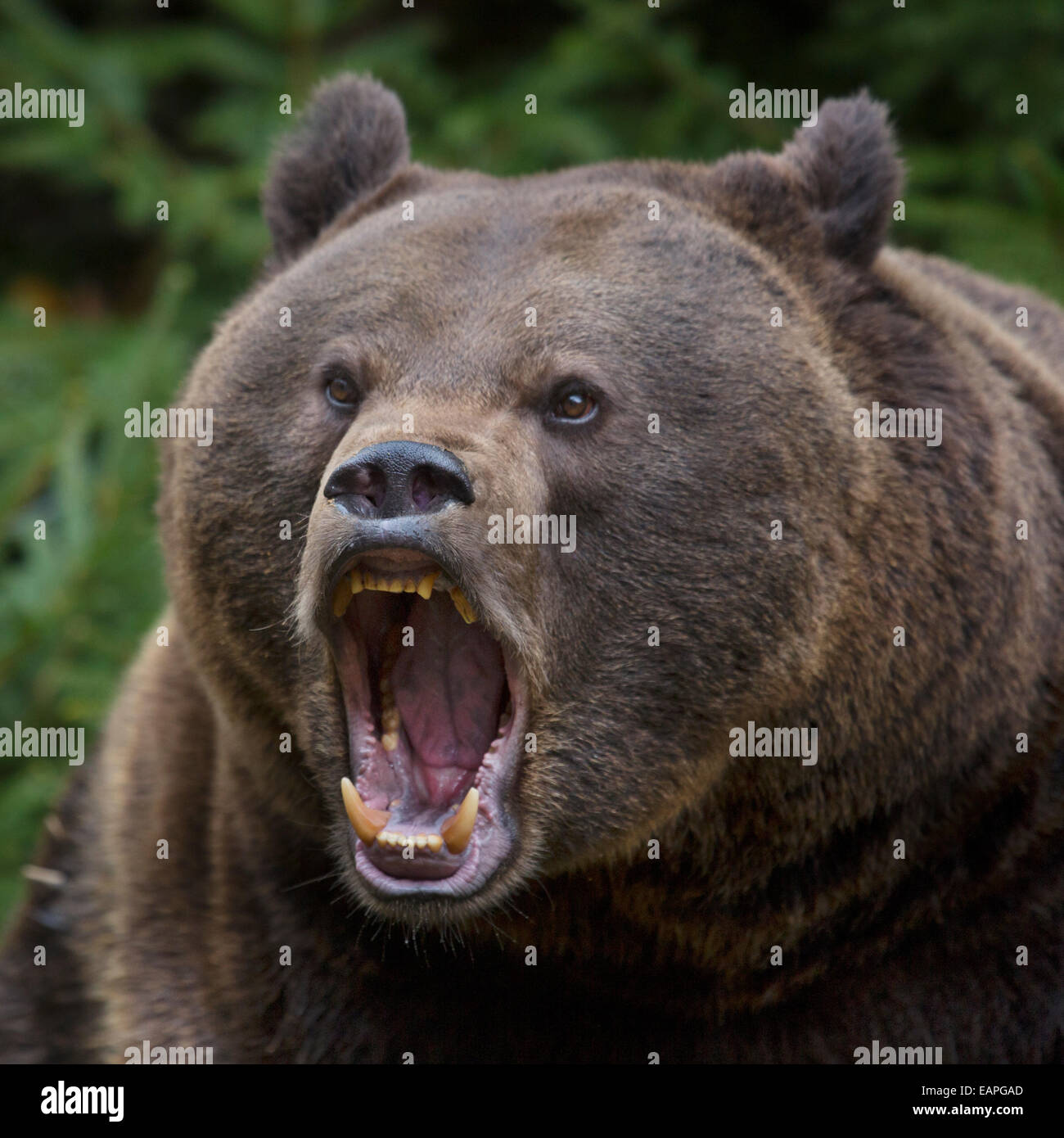 Close up di aggressiva Unione l'orso bruno (Ursus arctos arctos) ringhiando in pineta Foto Stock