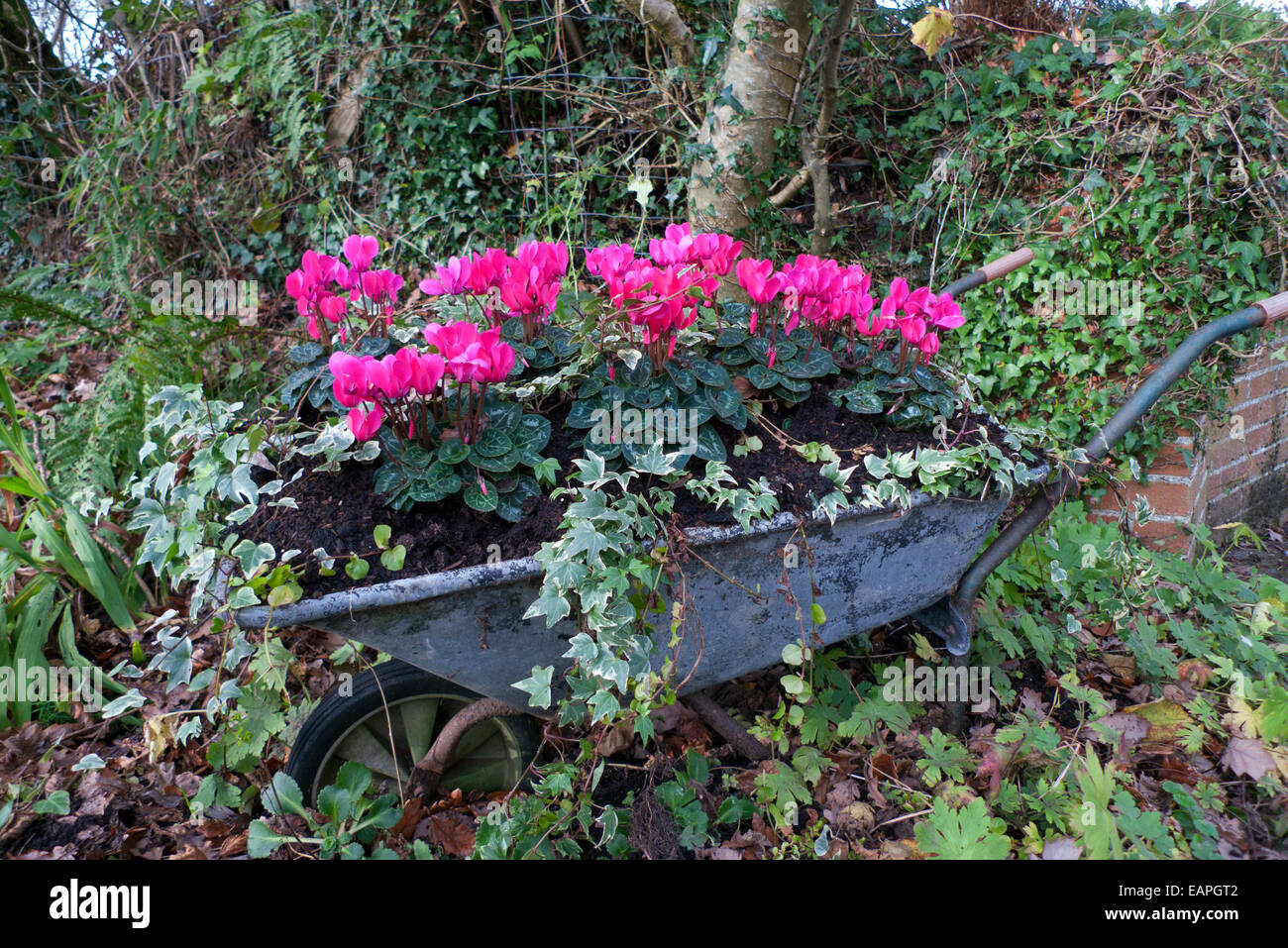 Fiori di ciclamino rosa in fiore piantati con avorio variegato fioritura in un giardino di campagna nel mese di novembre in autunno Carmarthenshire Galles UK KATHY DEWITT Foto Stock