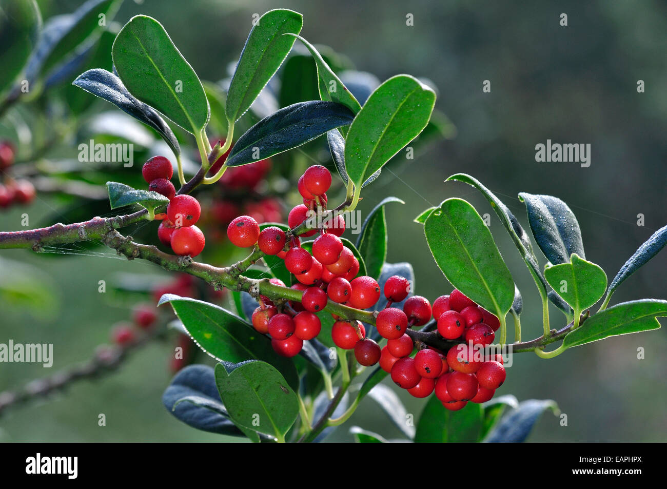 Bella rossa holly bacche con foglie di colore verde scuro REGNO UNITO Foto Stock