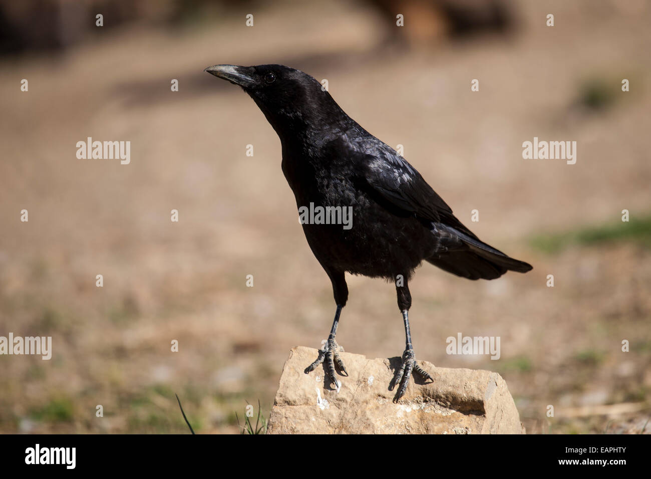 Carrion crow su una roccia Foto Stock