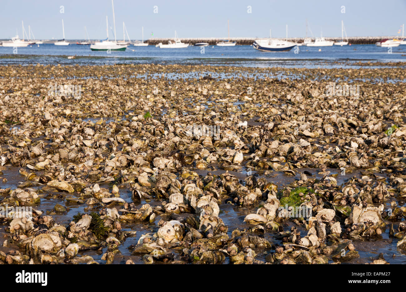 Natural Oyster Reef in a Provincetown, Massachusetts, Cape Cod. Foto Stock
