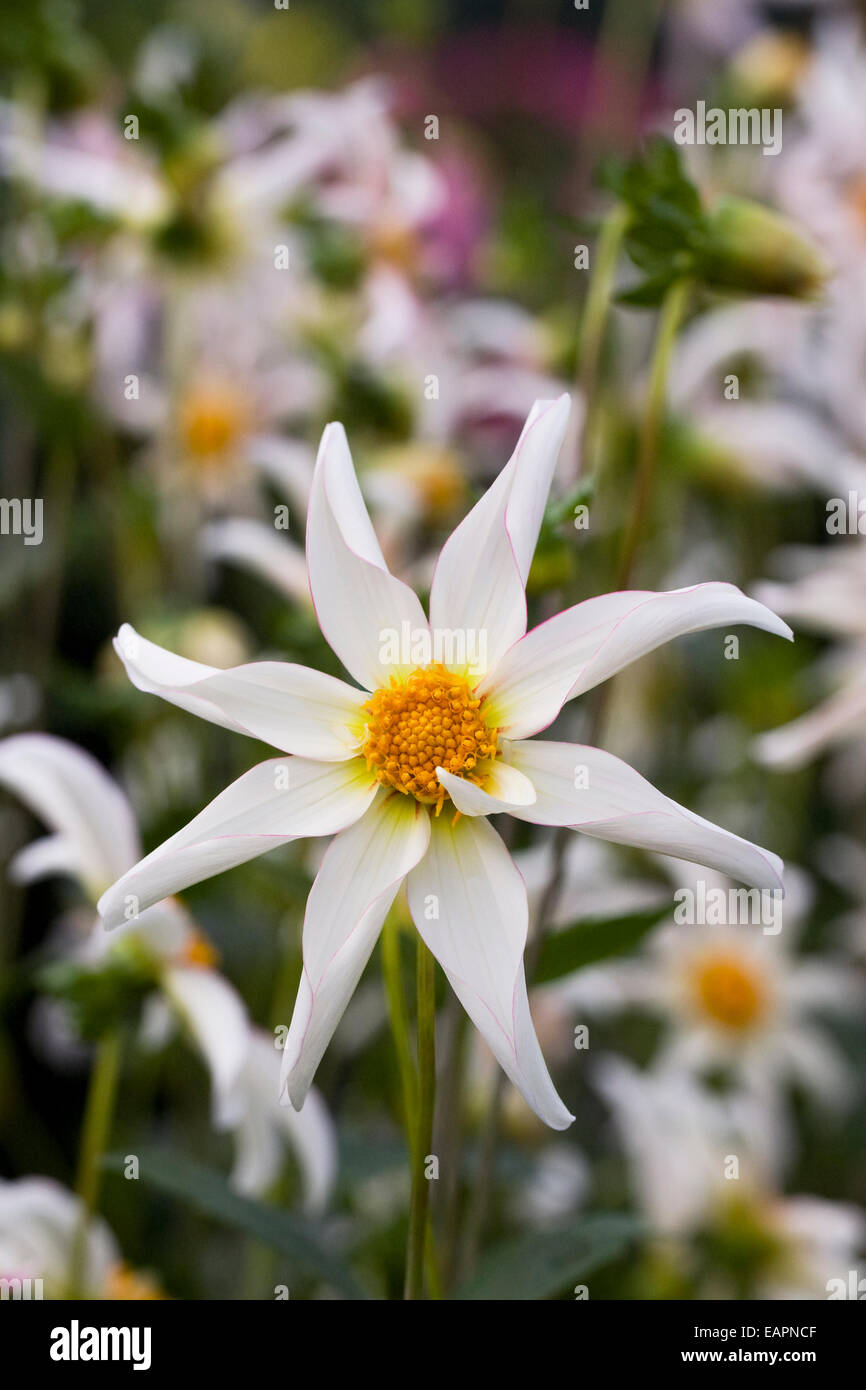 Dahlia 'Honka Fragile' in un confine erbacee. Foto Stock