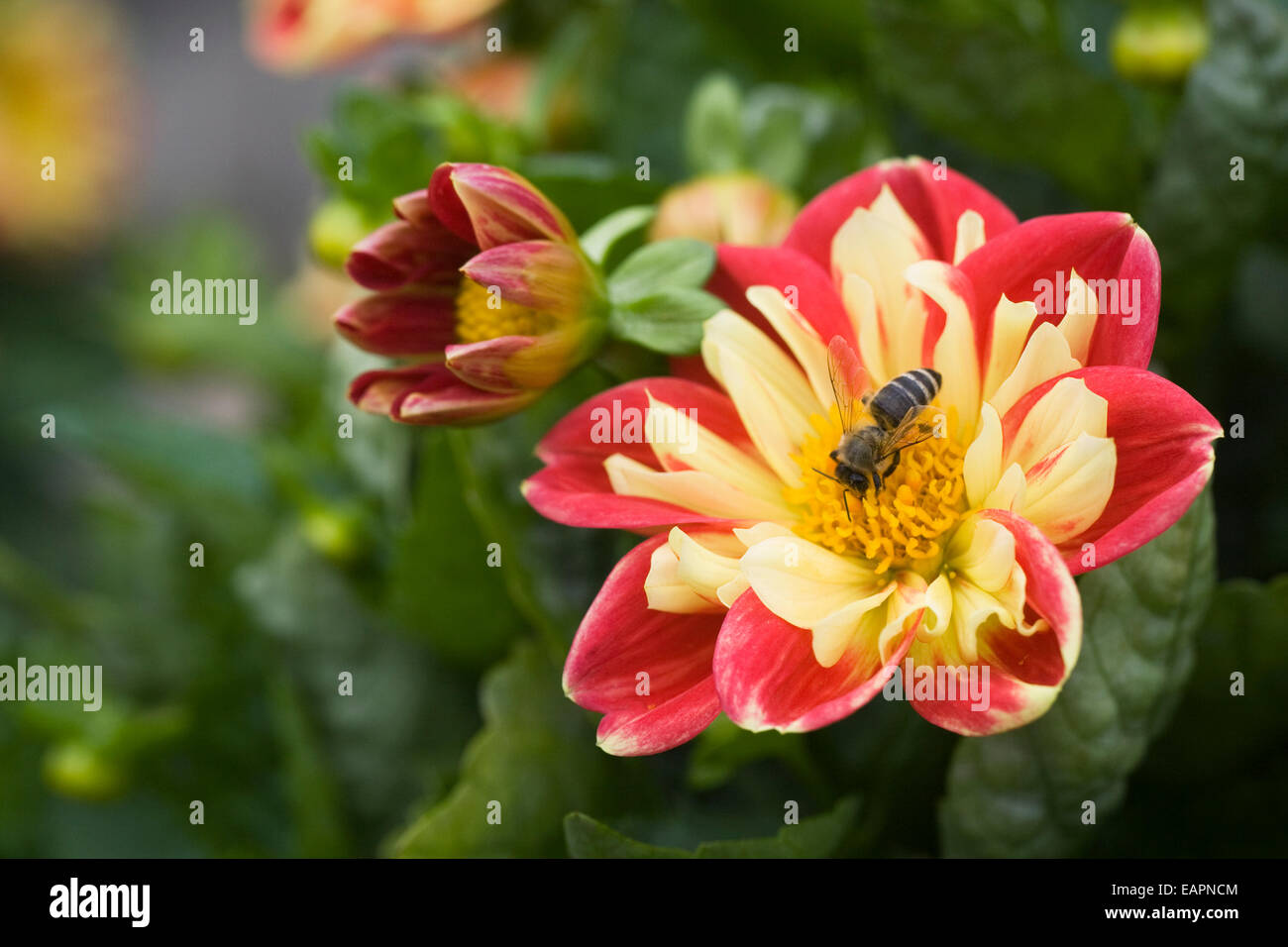 Il miele delle api su Dahlia 'Starsister rosso-giallo'. Foto Stock