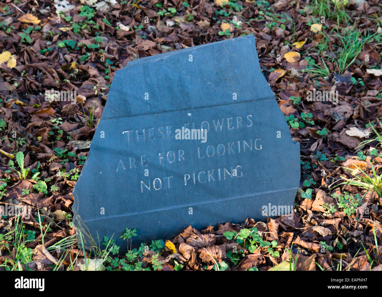 Wilton Wiltshire, Inghilterra UK non ritirare il segno di fiori Foto Stock
