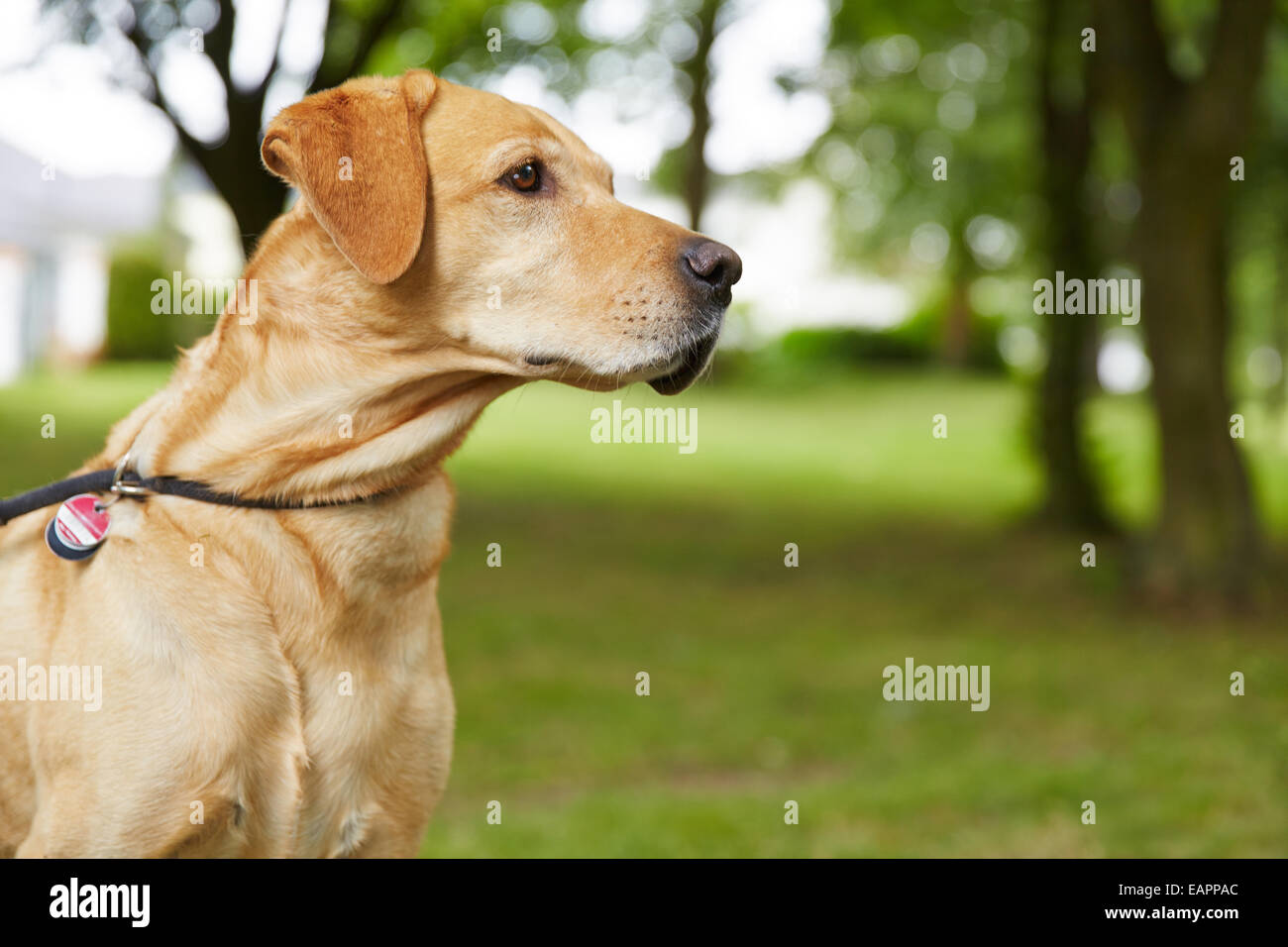 Il Labrador Retriever con dog tag in un giardino Foto Stock