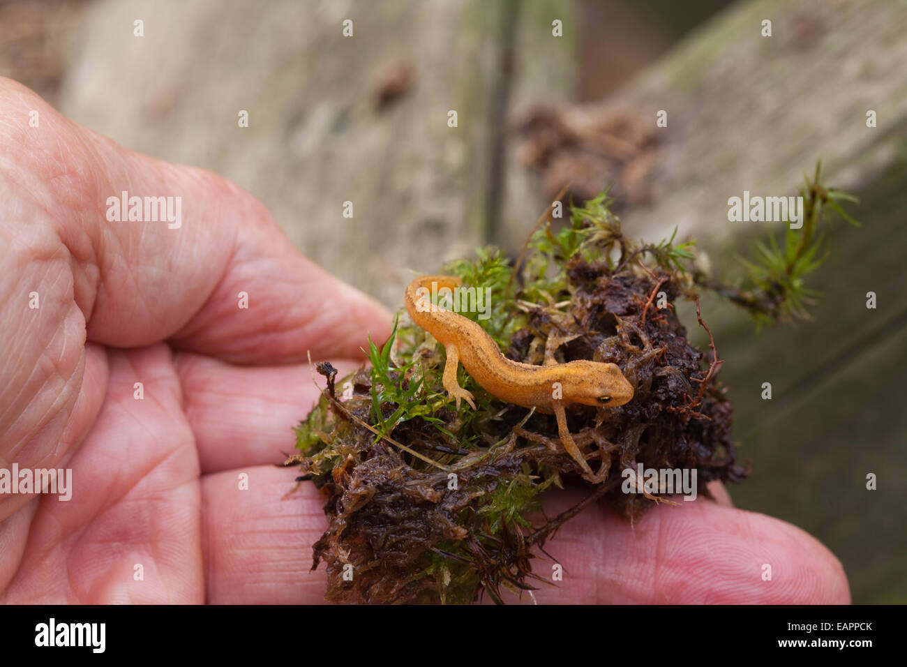Newt liscia (Triturus vulgaris). Metamorfosati di newt tadpole dall anno precedente, che si trova al di sotto di un asse di legno nel giardino. Foto Stock