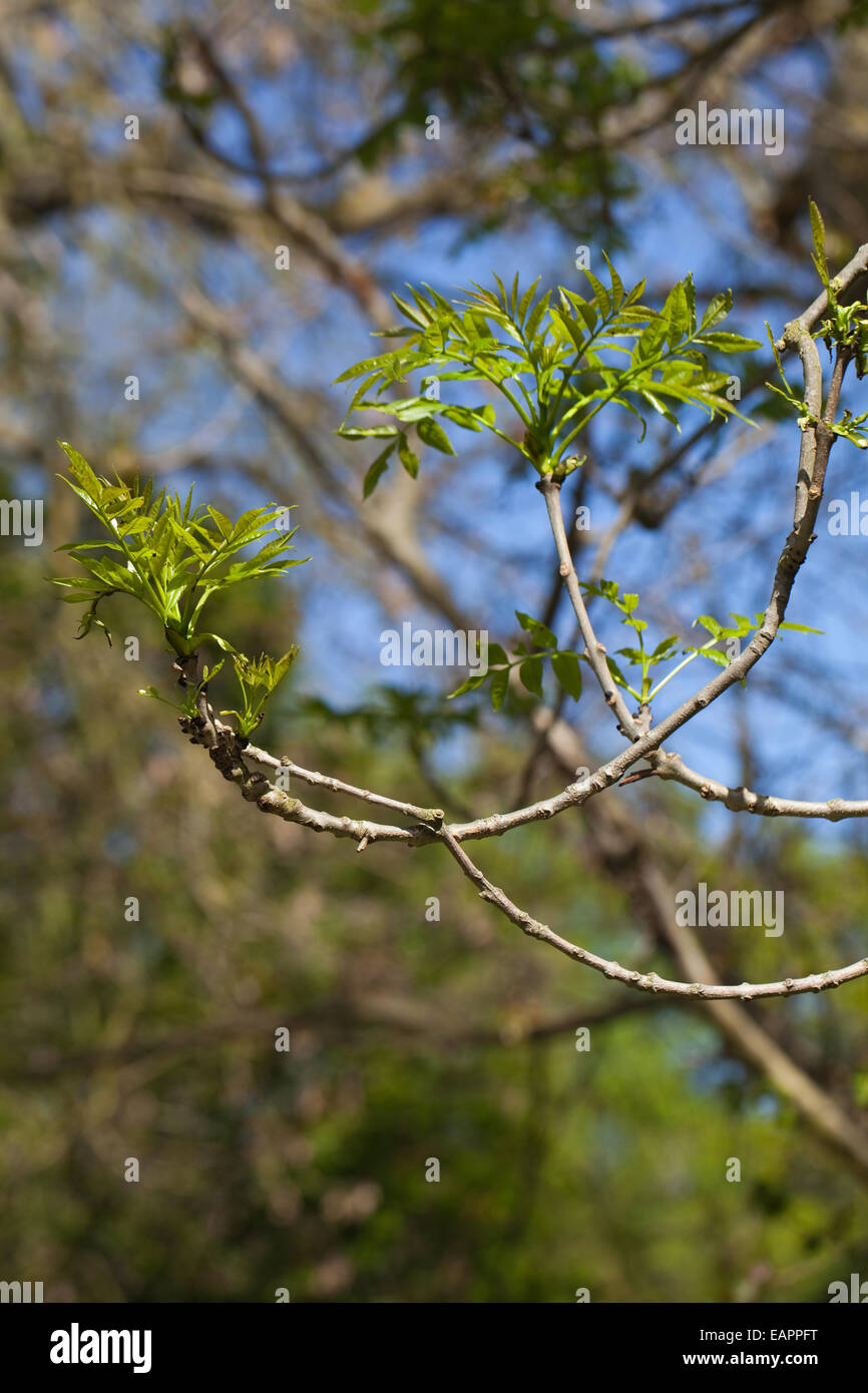 Europeo Comune o il Frassino (Fraxinus excelsior). Tipiche le estremità rovesciate di crescita inferiore rami sulla coppia di mezza età tree Foto Stock