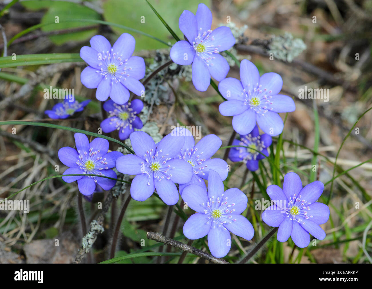Comune Liverwort Hepatica Anemone hepatica fiori Foto Stock