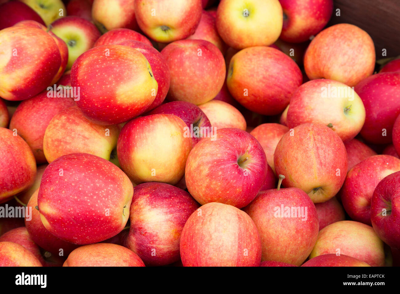 Primo piano di mele Rosa Foto Stock