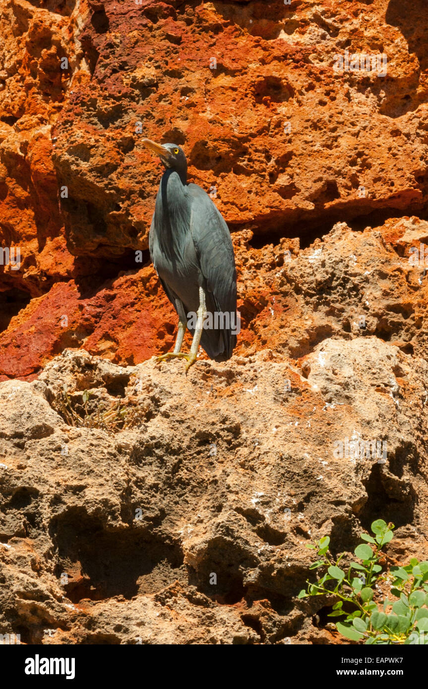 Airone striato, Butorides striata in Yardie Creek Gorge, Cape Range NP, WA, Australia Foto Stock