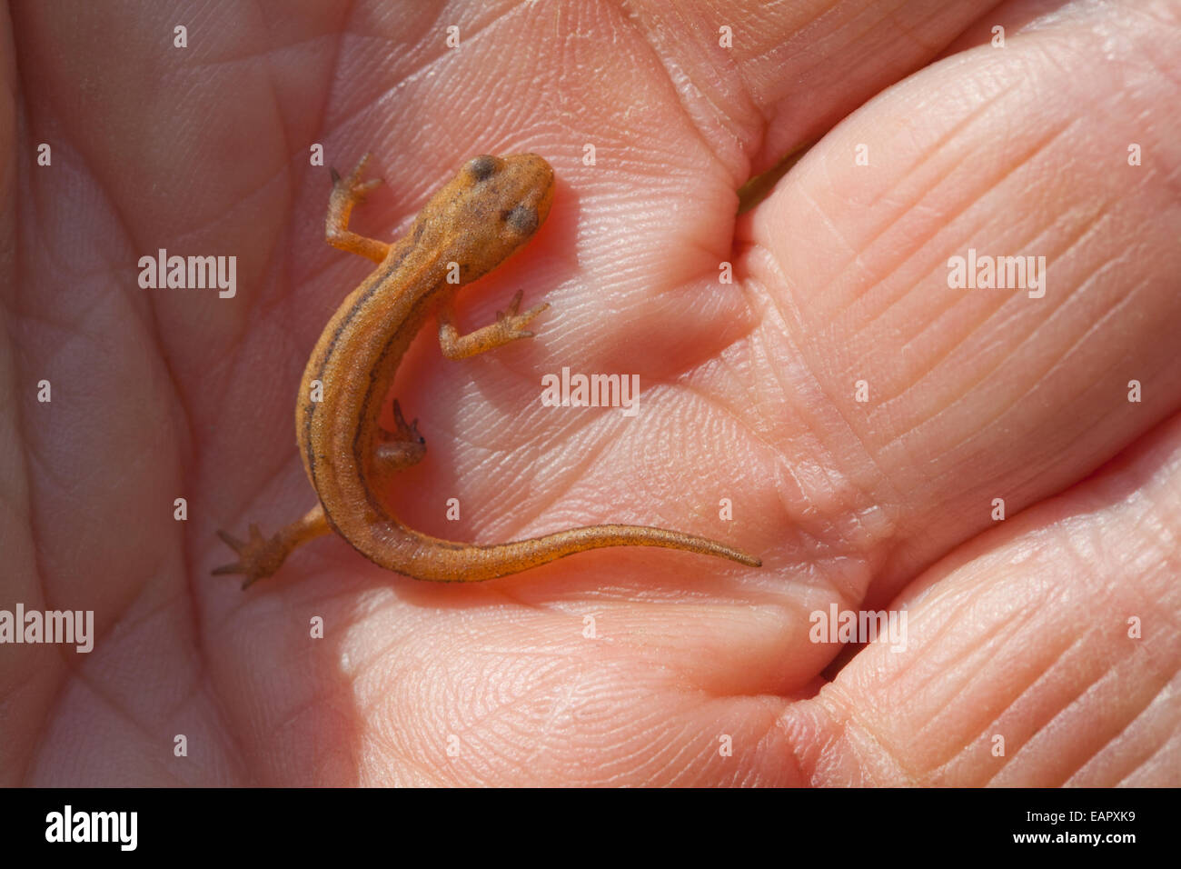 Newt liscia (Triturus vulgaris). Metamorfosati di newt tadpole dall anno precedente, che si trova al di sotto di un asse di legno nel giardino. Foto Stock