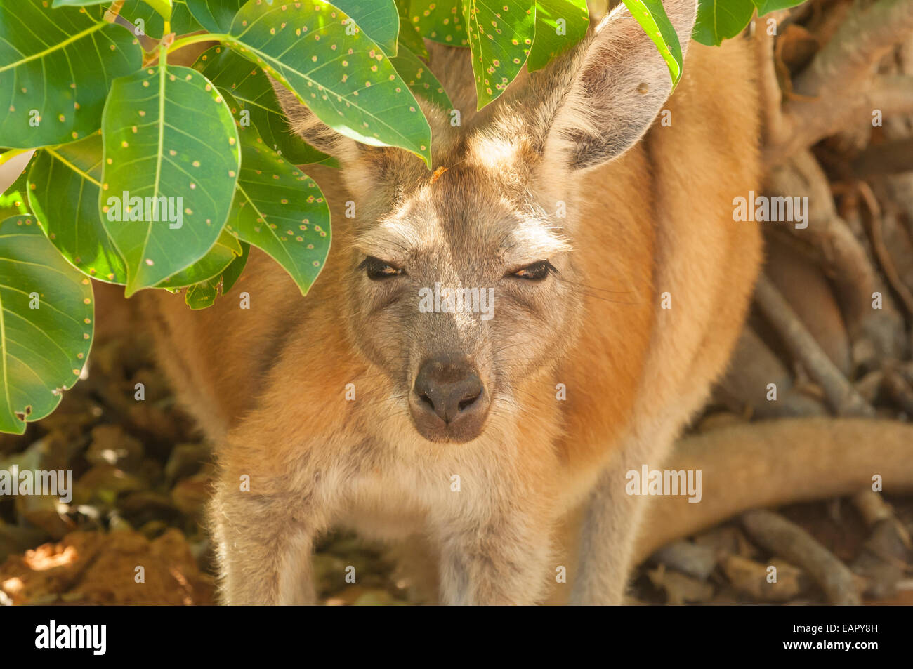 Piccolo canguro rosso, Macropus rufus in Cape Range NP, WA, Australia Foto Stock