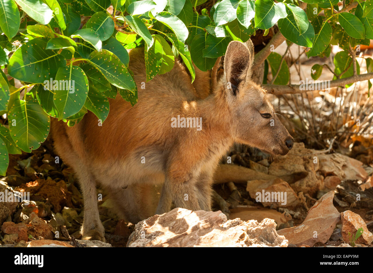 Piccolo canguro rosso, Macropus rufus in Cape Range NP, WA, Australia Foto Stock