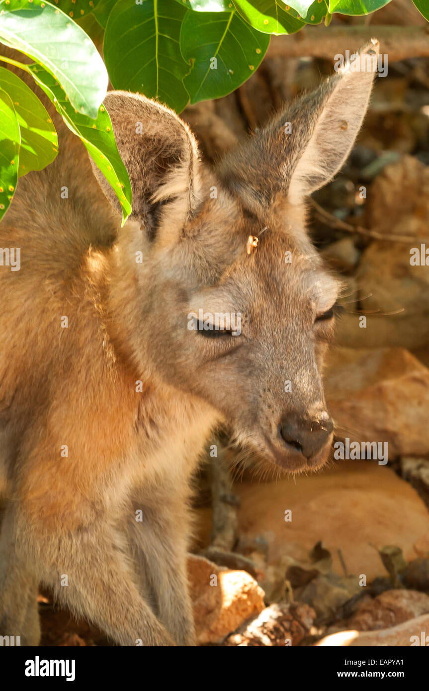 Piccolo canguro rosso, Macropus rufus in Cape Range NP, WA, Australia Foto Stock