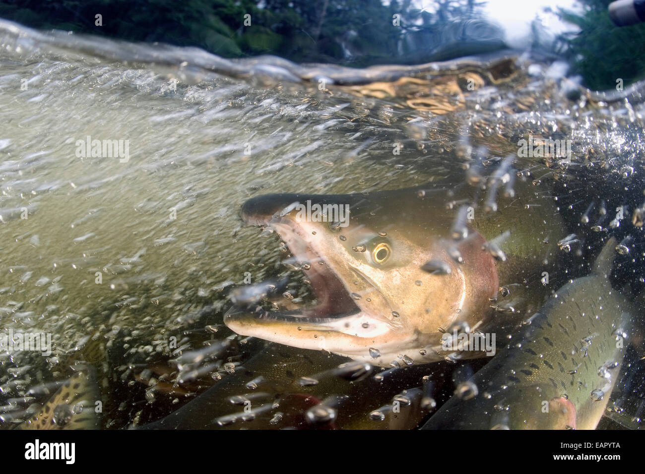 Alaska, Sitka, rosa salmone (Oncorhynchus gorbuscha) nuotare fino il fiume indiano per deporre le uova. Foto Stock