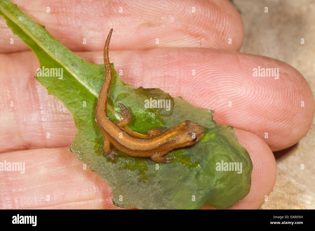 Newt liscia (Triturus vulgaris). Metamorfosati di newt tadpole dall anno precedente, tenuto su una foglia smorzato. Trovato sotto legno plle Foto Stock
