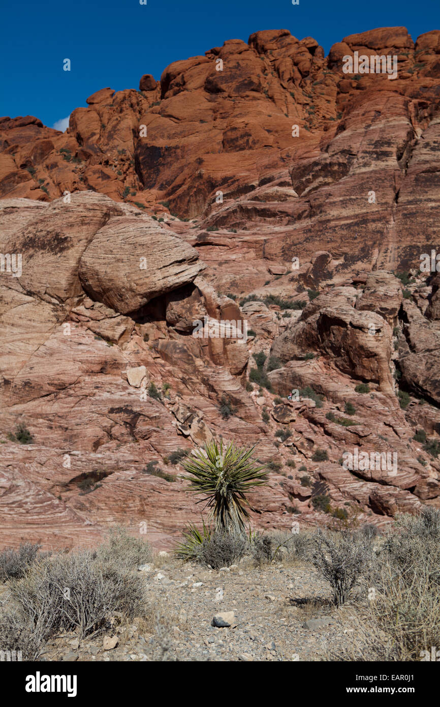 Il Red Rock Canyon National Conservation Area, Las Vegas, Nevada Foto Stock