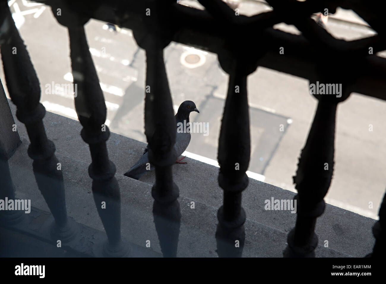 Un piccione si siede su di un cornicione di un edificio nella città di New York, NY. Foto Stock